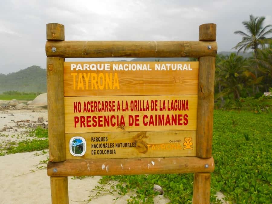 Caimani al Parco Tayrona, Colombia