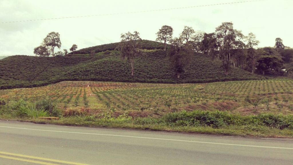 coltivazioni di caffè-manizales-pereira-colombia