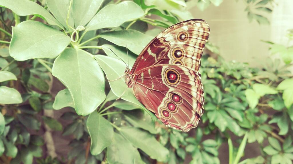 effetto farfalla: Il battito di ali di una farfalla può scatenare un uragano dall'altra parte del mondo