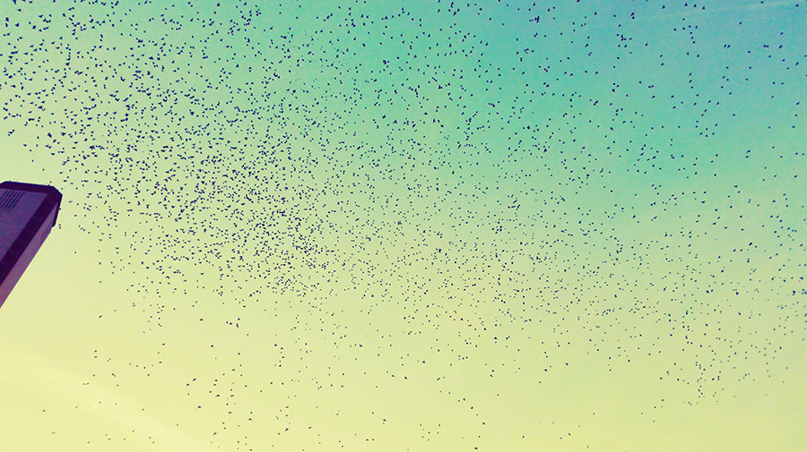 stormo di uccelli in volo sopra il cielo di milano