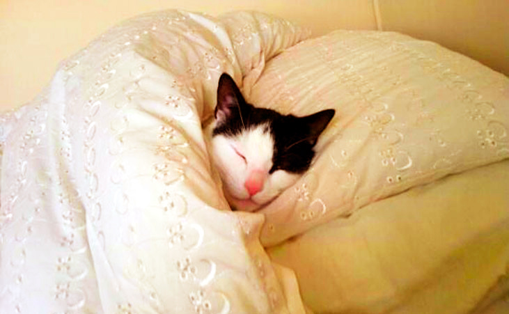 gatto che dorme nel letto