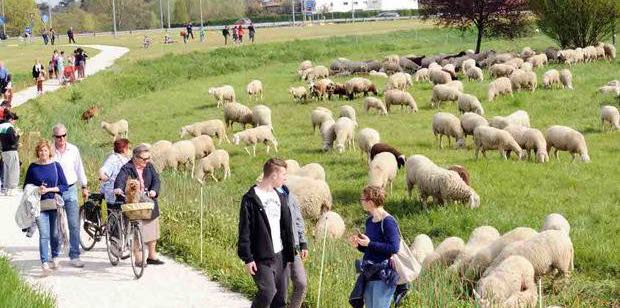 pecore e capre per tagliere l'erba nei parchi